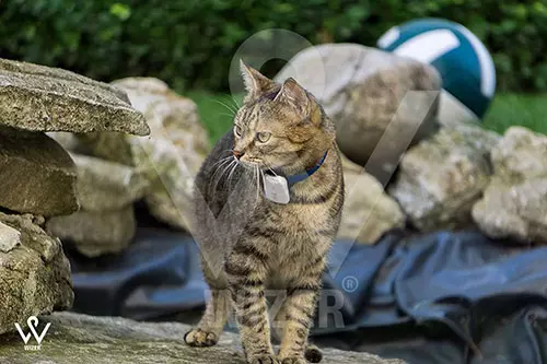 ردیاب برای حیوانات خانگی و پرندگان