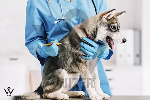 ردیاب زیرپوستی برای حیوانات خانگی