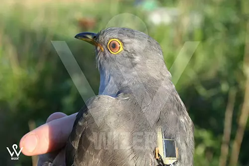 ردیاب مناسب پرندگان