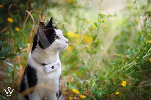 دلایل استفاده از ردیاب برای حیوانات خانگی