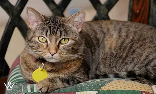 میکرو جی پی اس مناسب برای ردیابی حیوانات