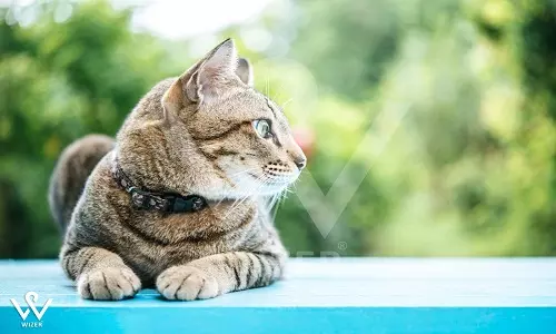 مشخصات ردیاب حیوانات